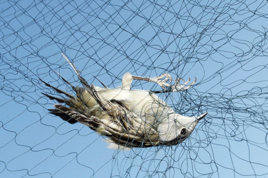 Male Blackcap in mist net