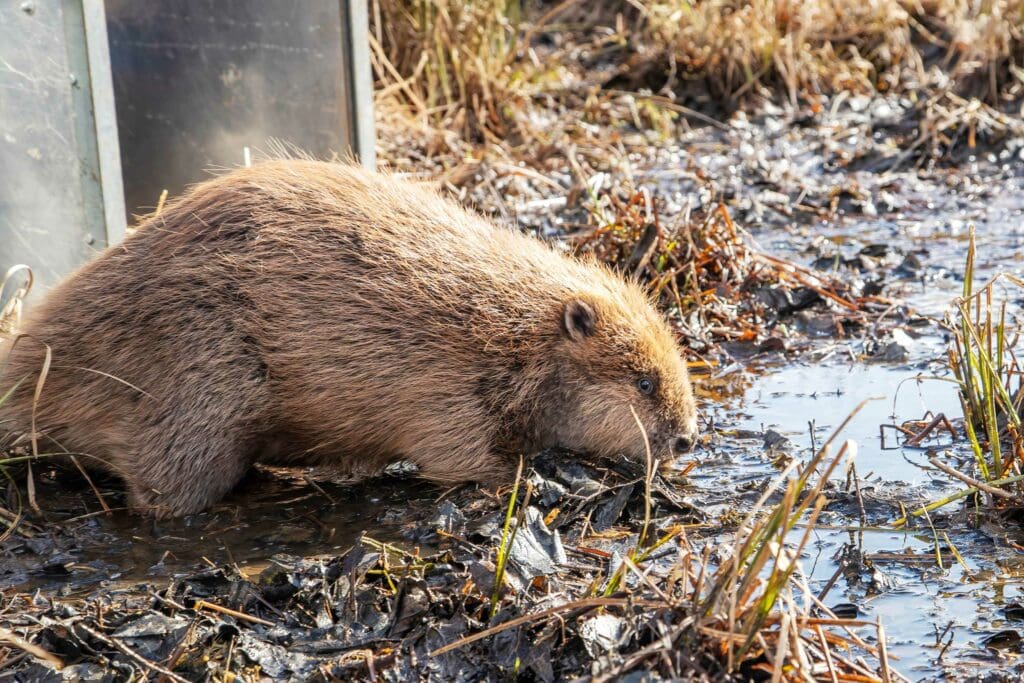 Juvenile Beaver