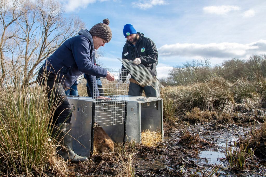 Beavers being released at Insh