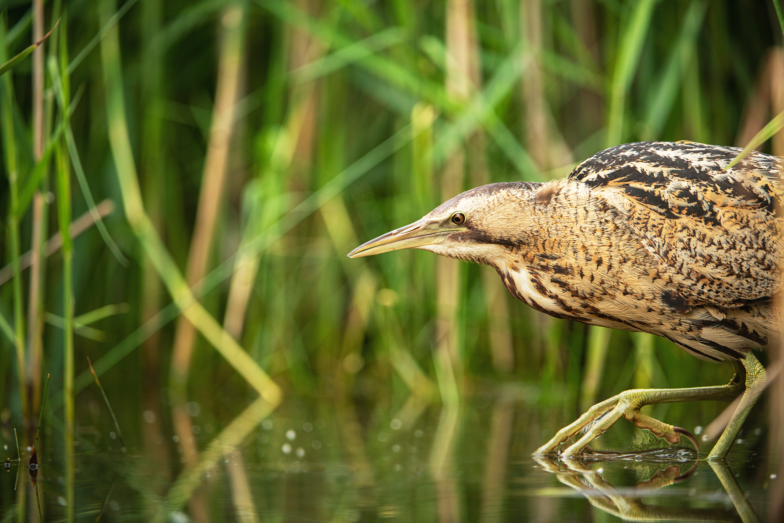 A Bittern at Leighton Moss