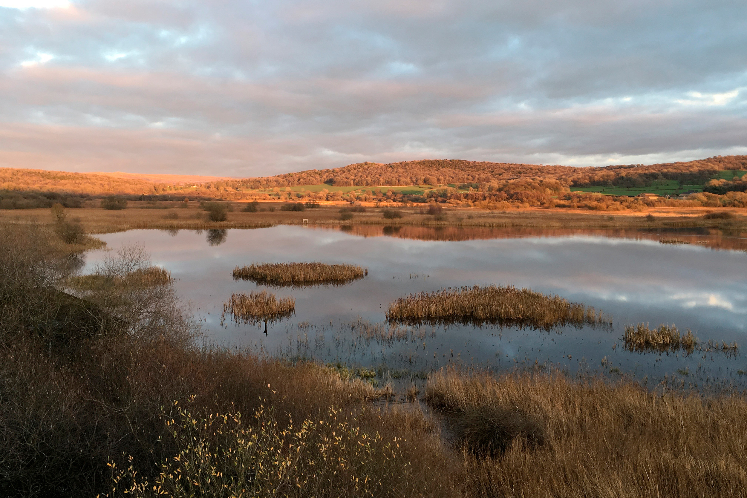 RSPB Leighton Moss