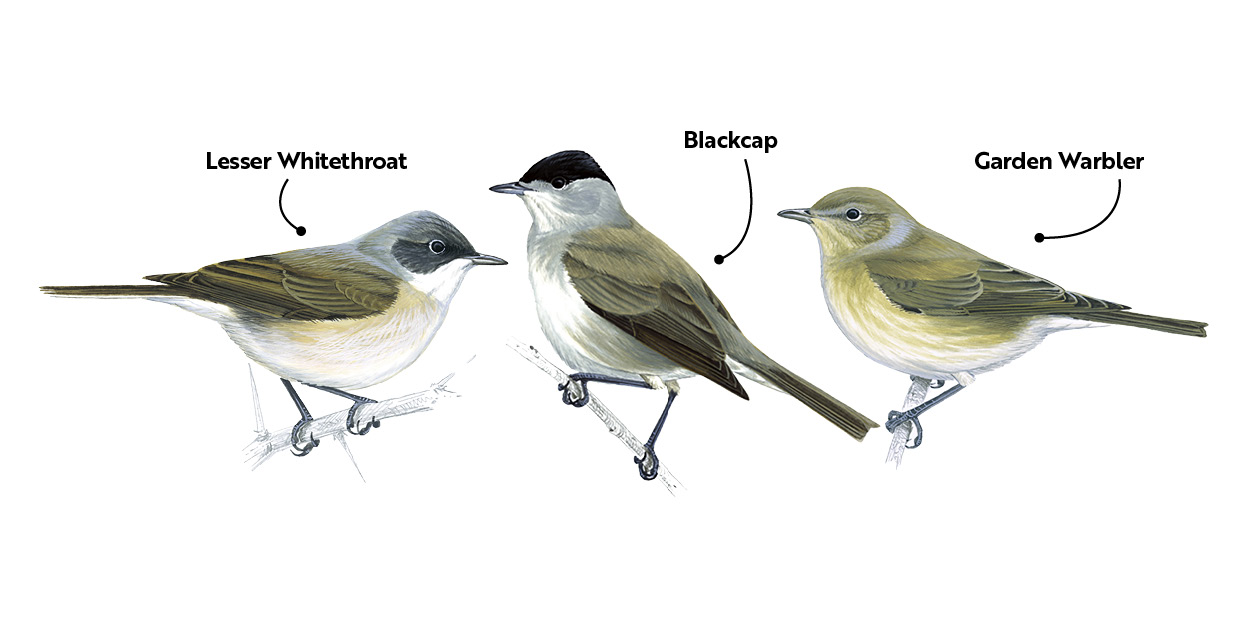 Three songbirds affected by the illegal killings in Cyprus