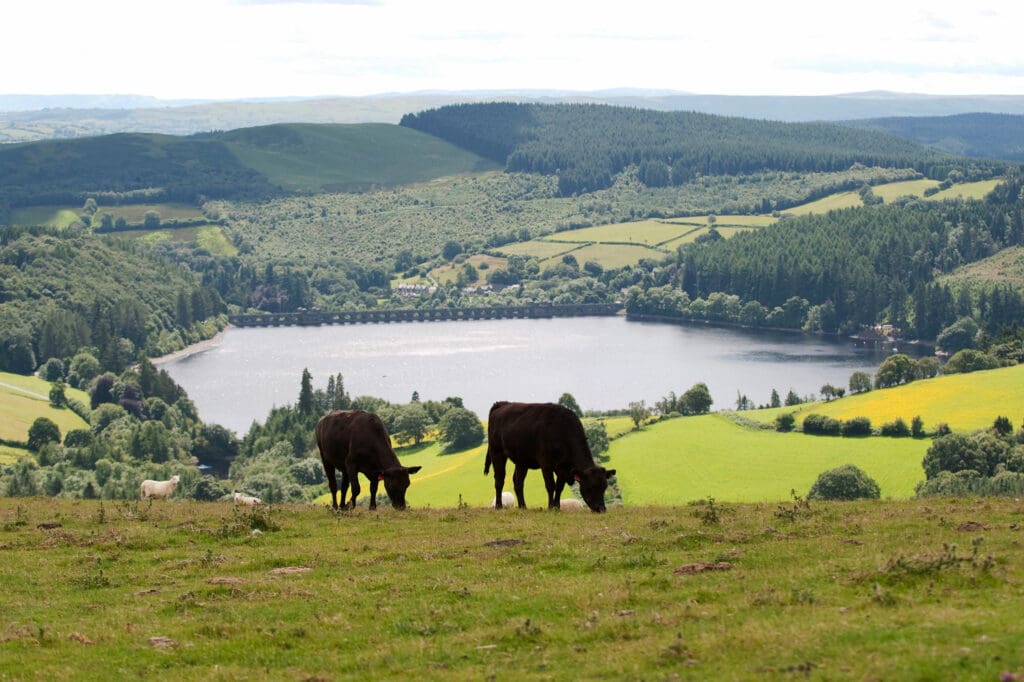 Cattle at Lake Vyrnwy