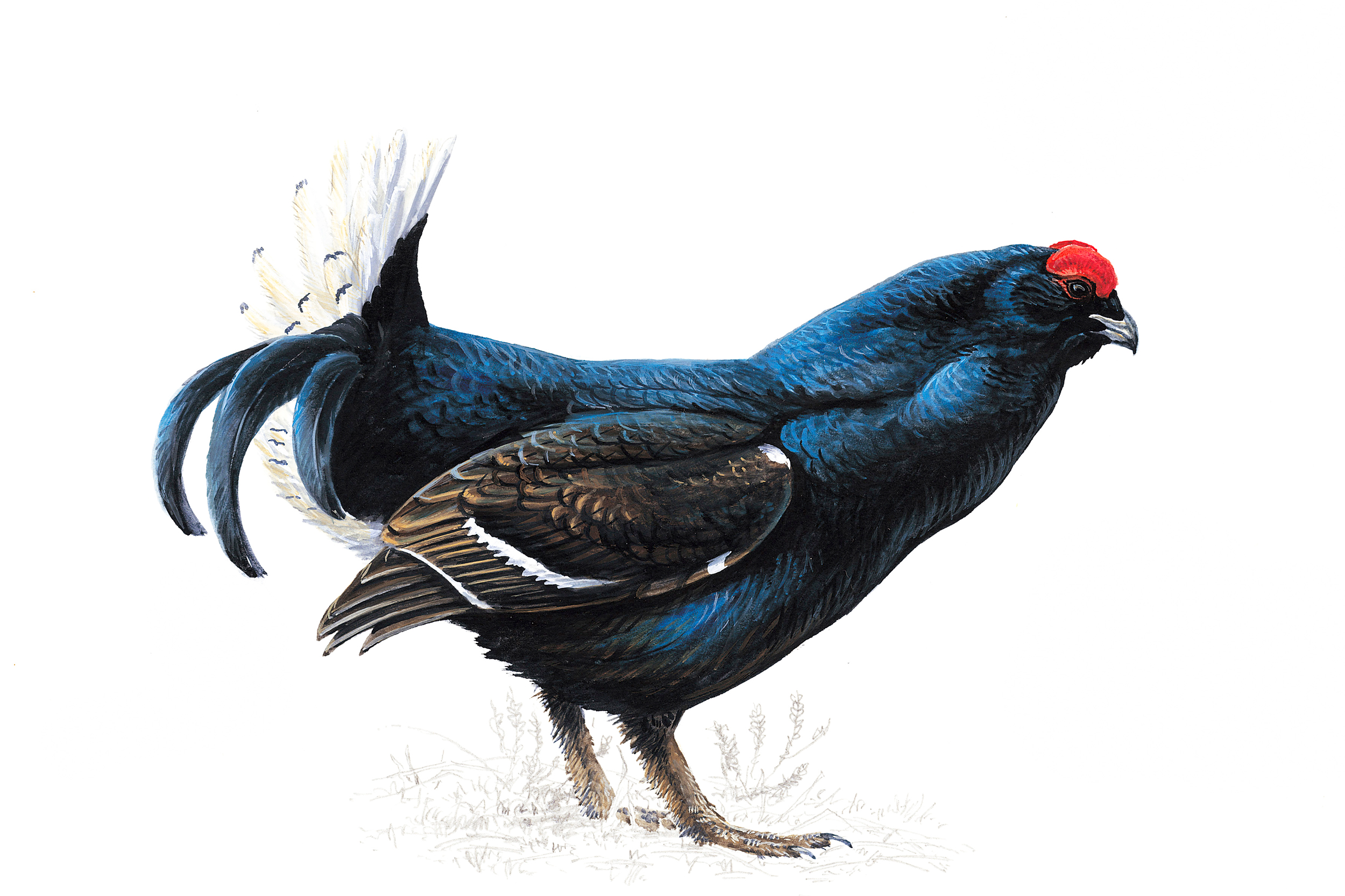 Black Grouse