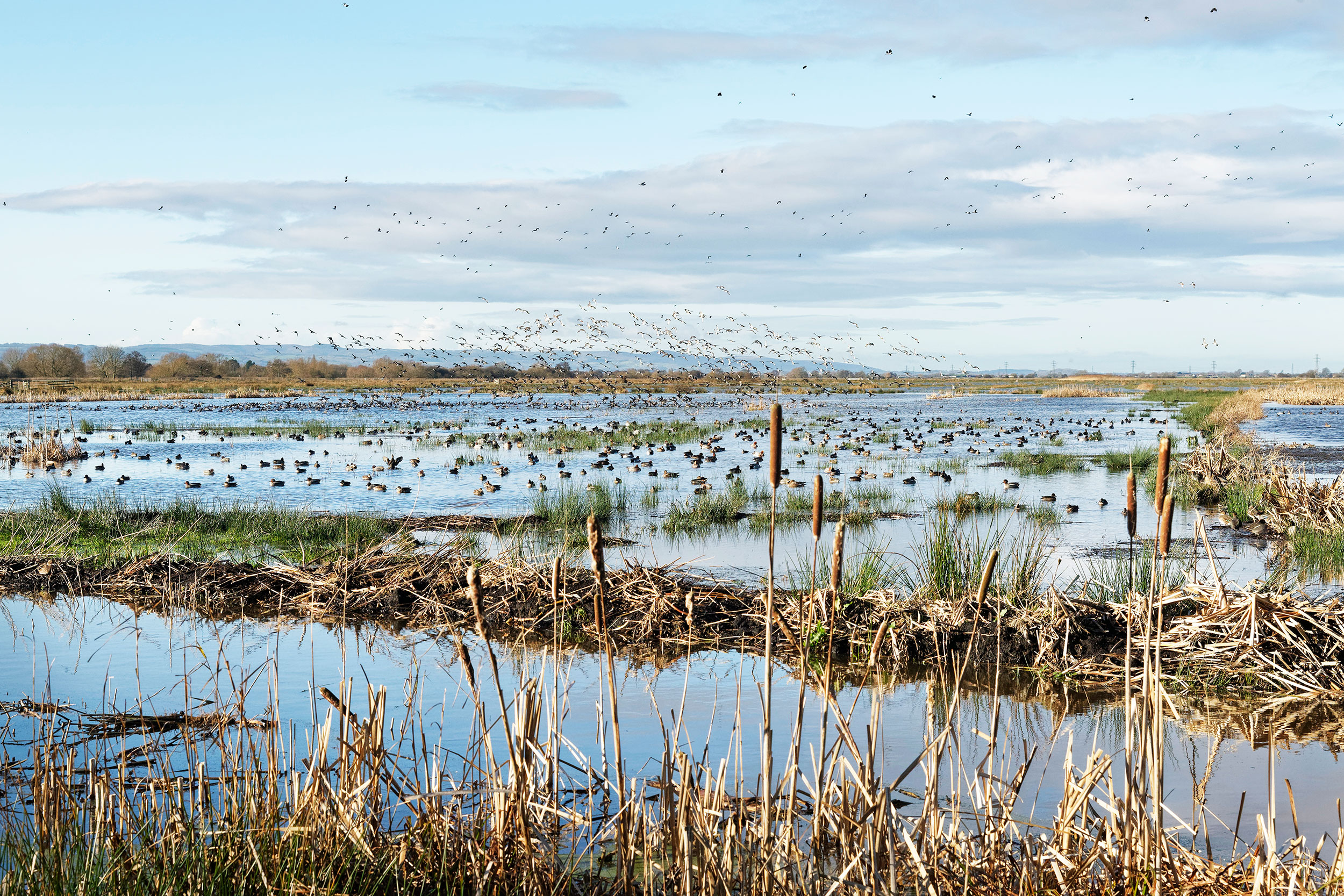 Bullrushes