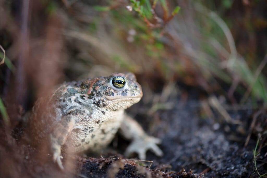 Natterjack Toad