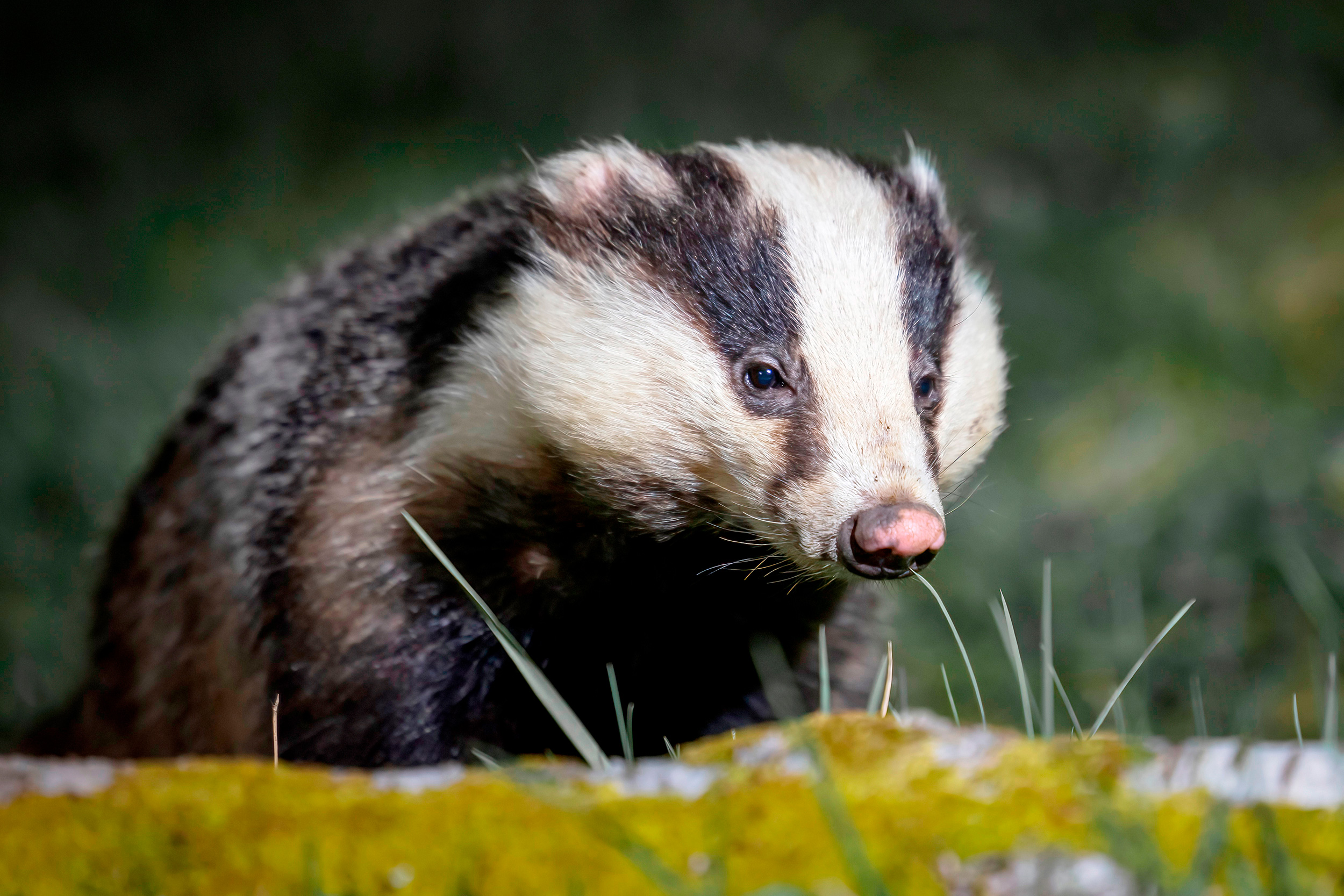 Haweswater Badger