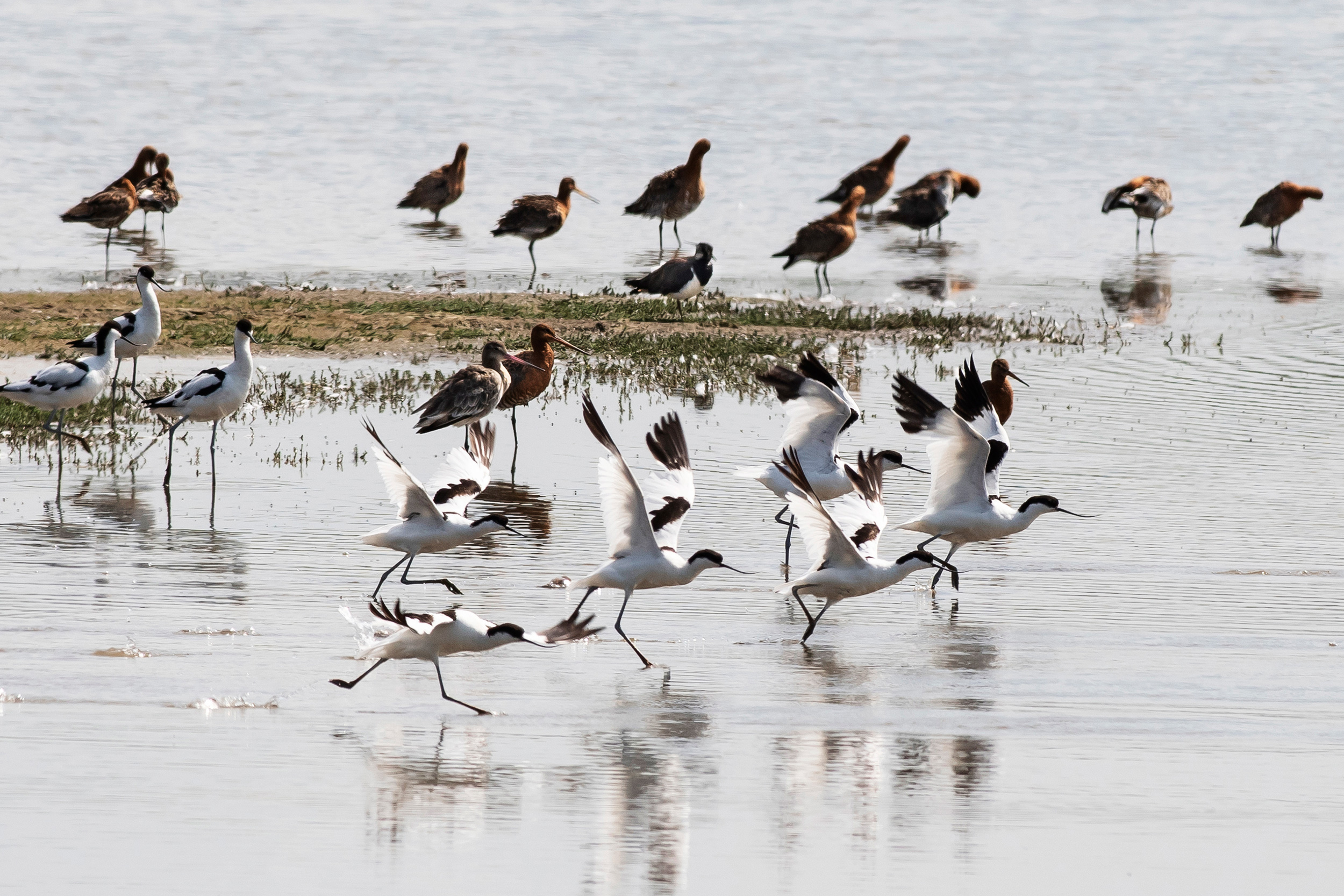 Waders at RSPB Titchwell Marsh