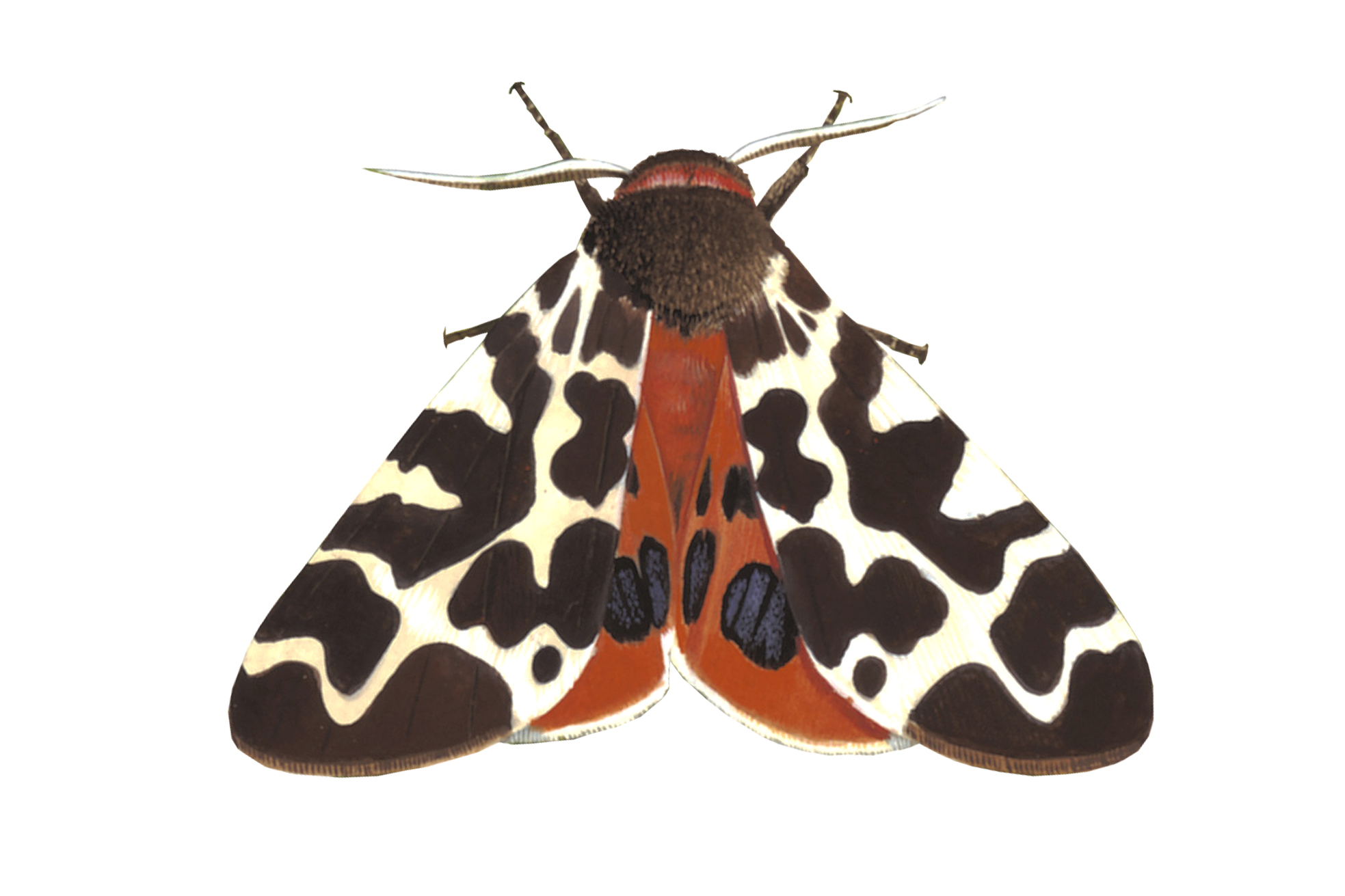 Garden Tiger moth