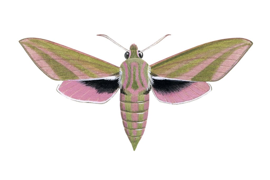 Elephant Hawk-moth