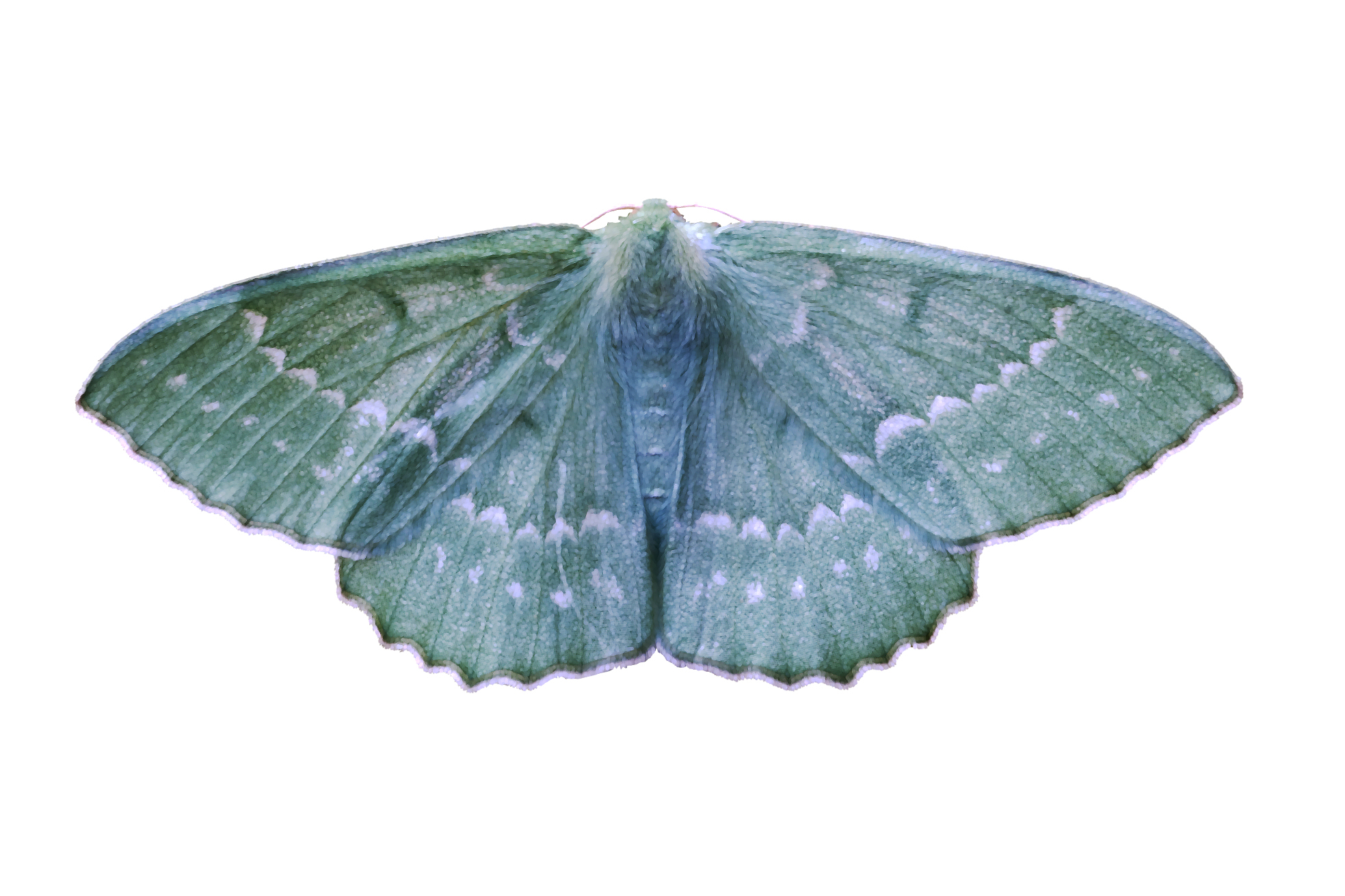 Large Emerald moth.