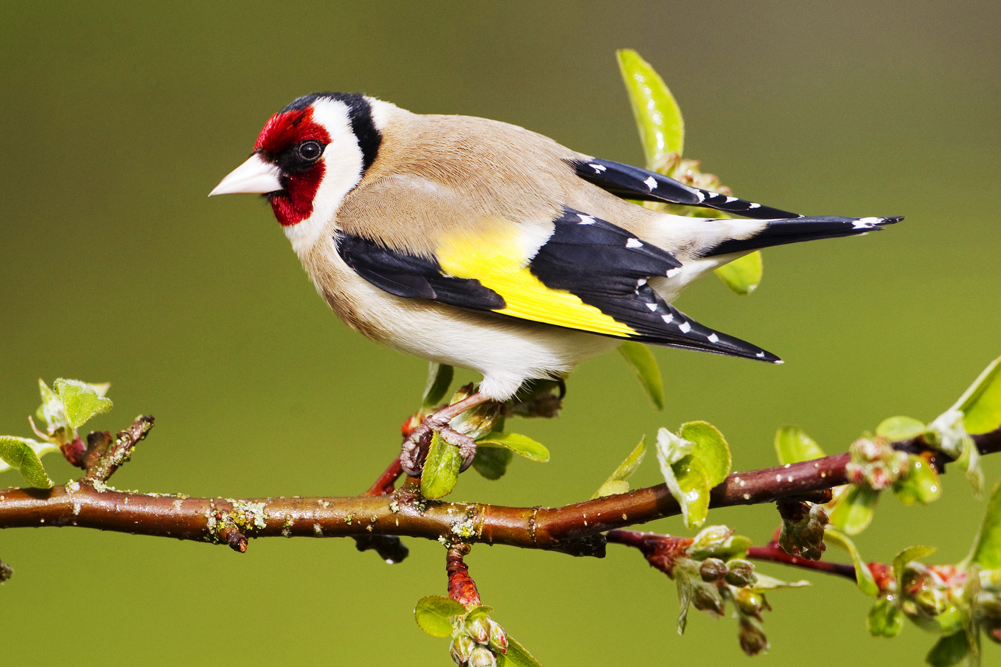 Goldfinch