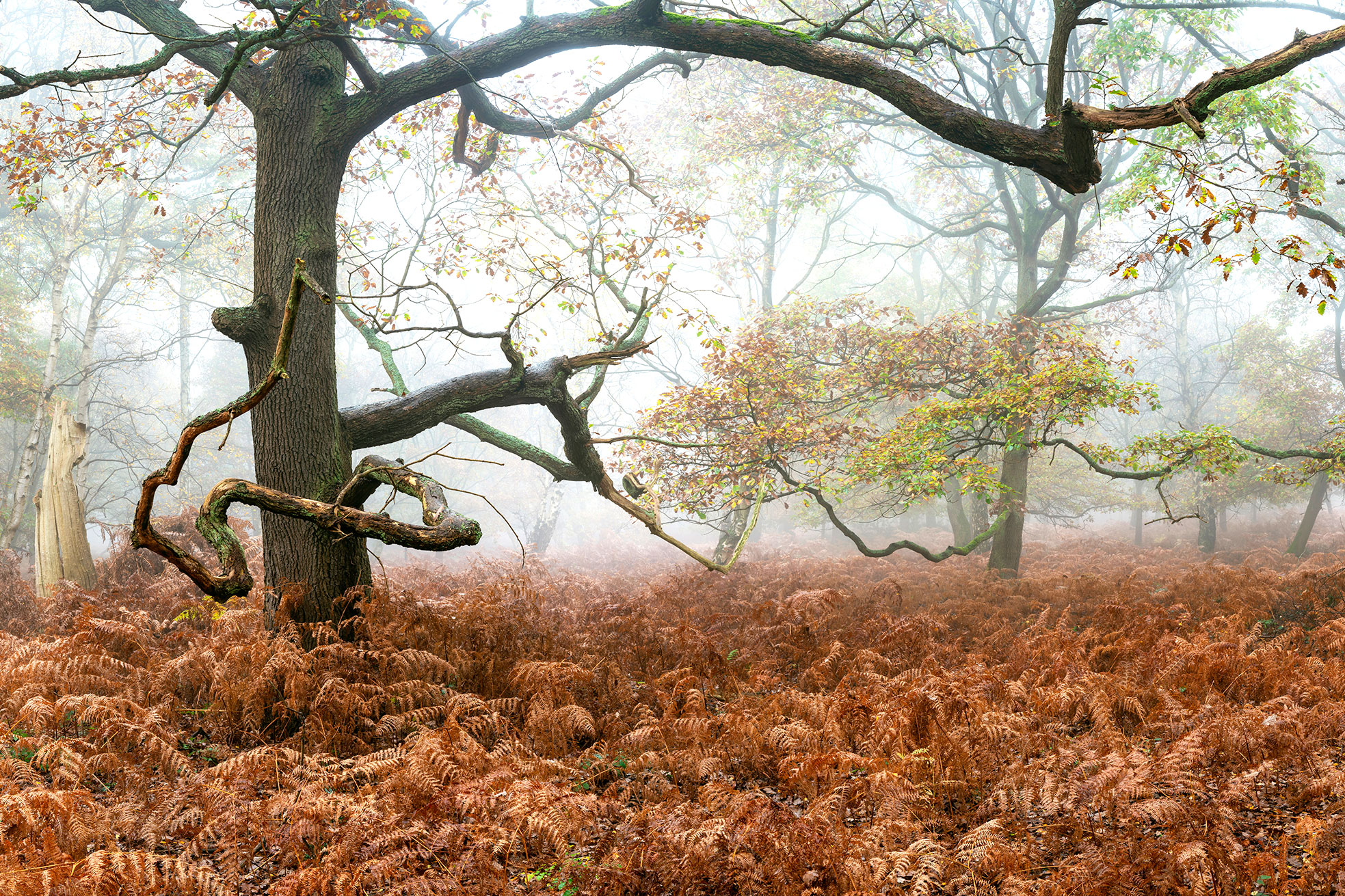 RSPB Sherwood Forest