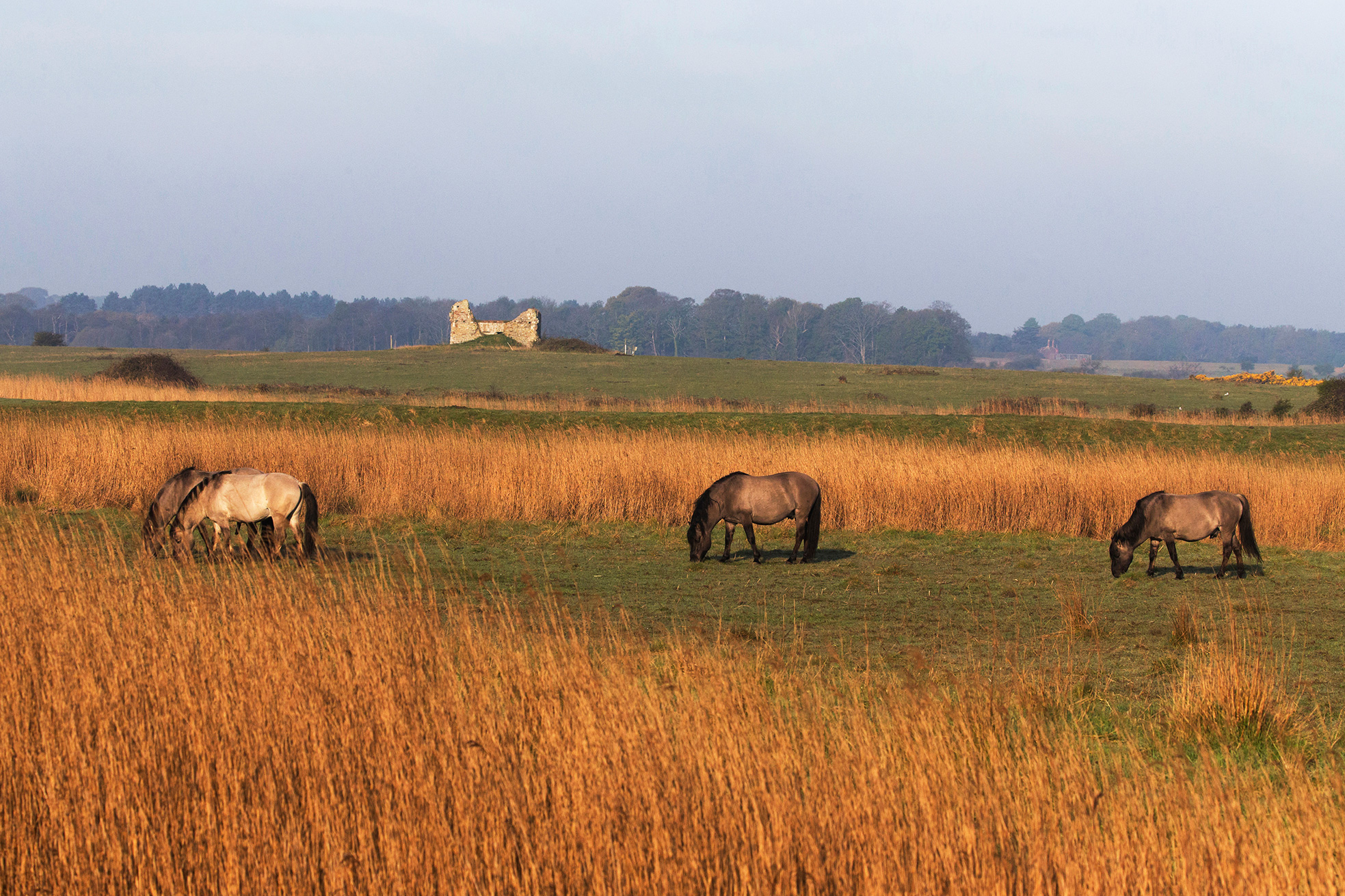 RSPB Minsmere