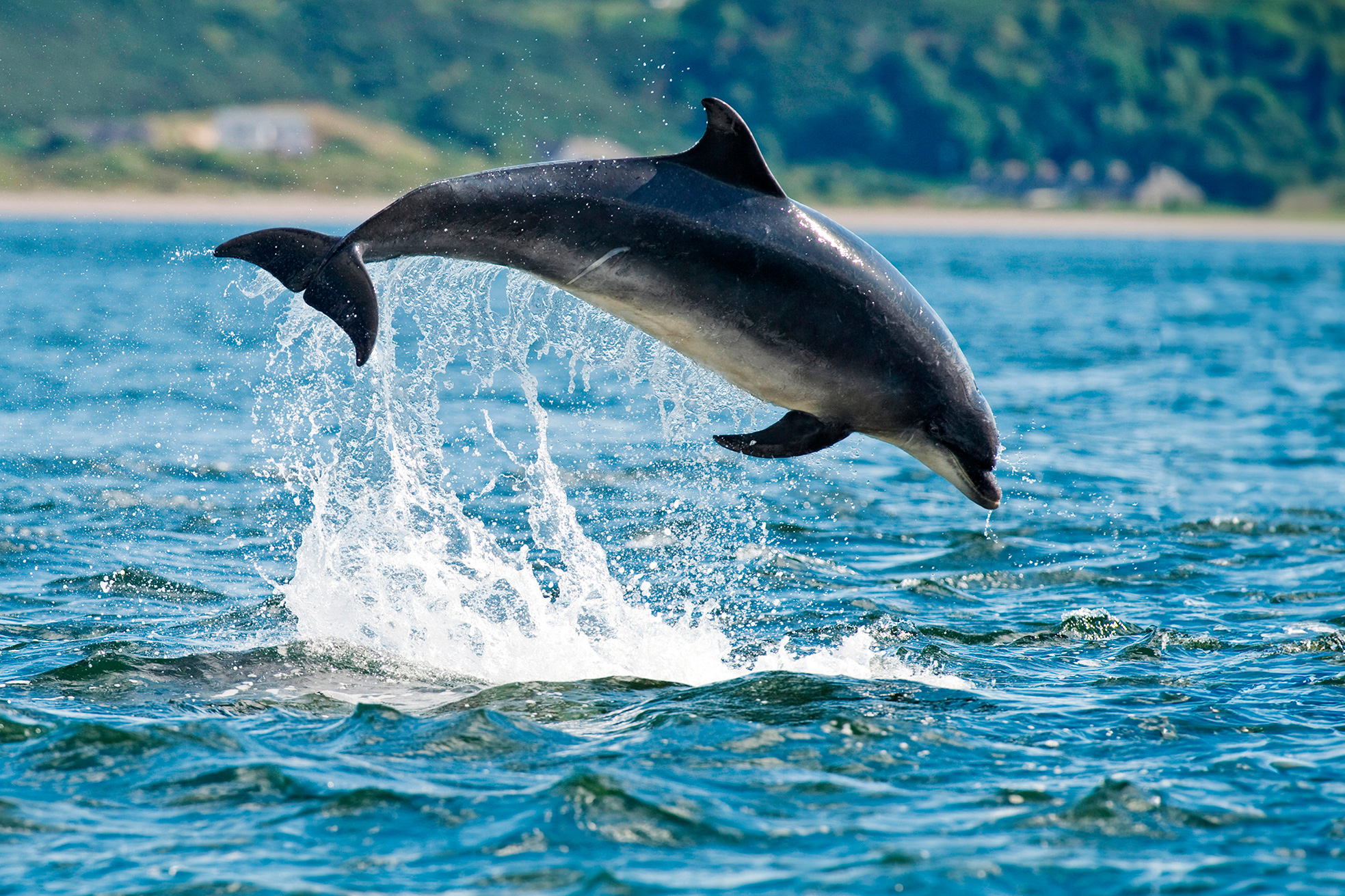 Bottlenose Dolphin