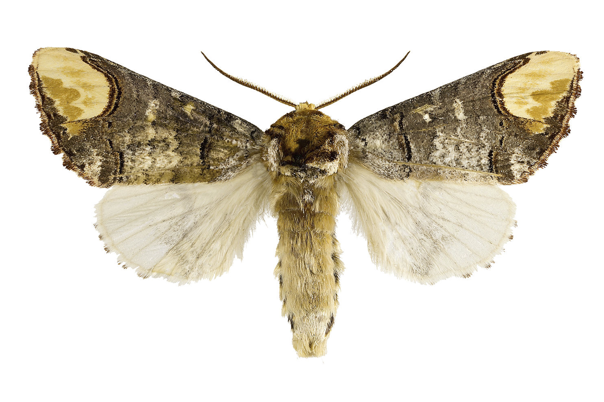 Buff-tip moth