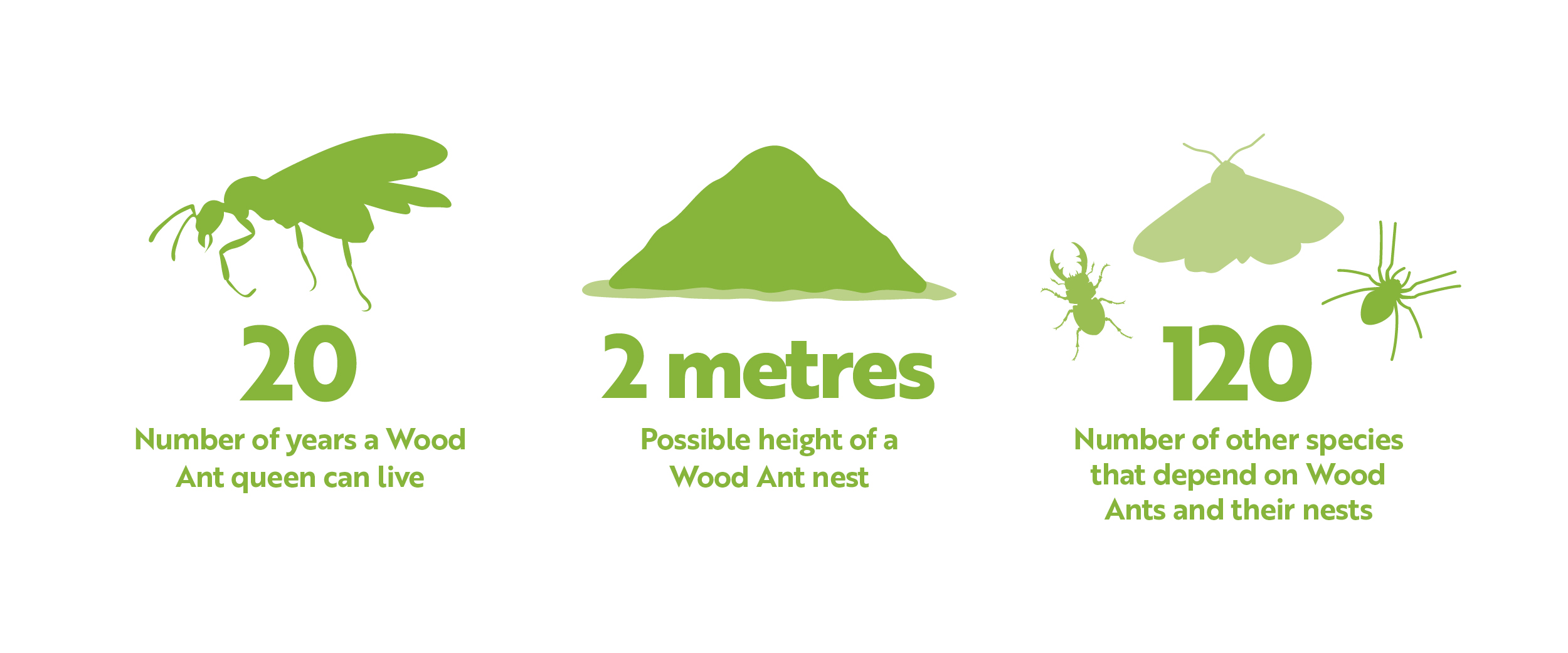 wood ant stats 2024