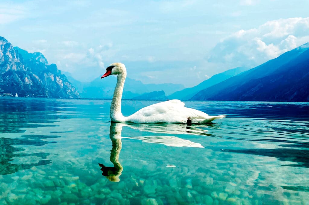 Mute Swan on Lake Garda