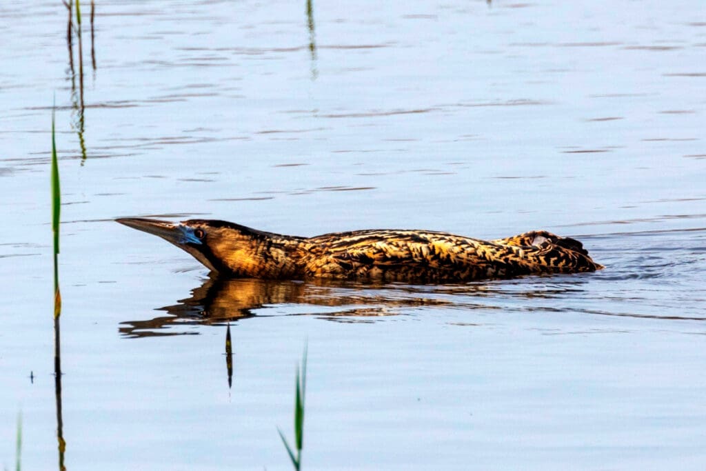 Bittern by David Jackson