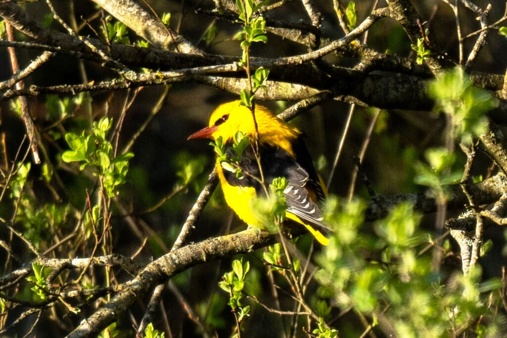 Golden Oriole by Antony Parker