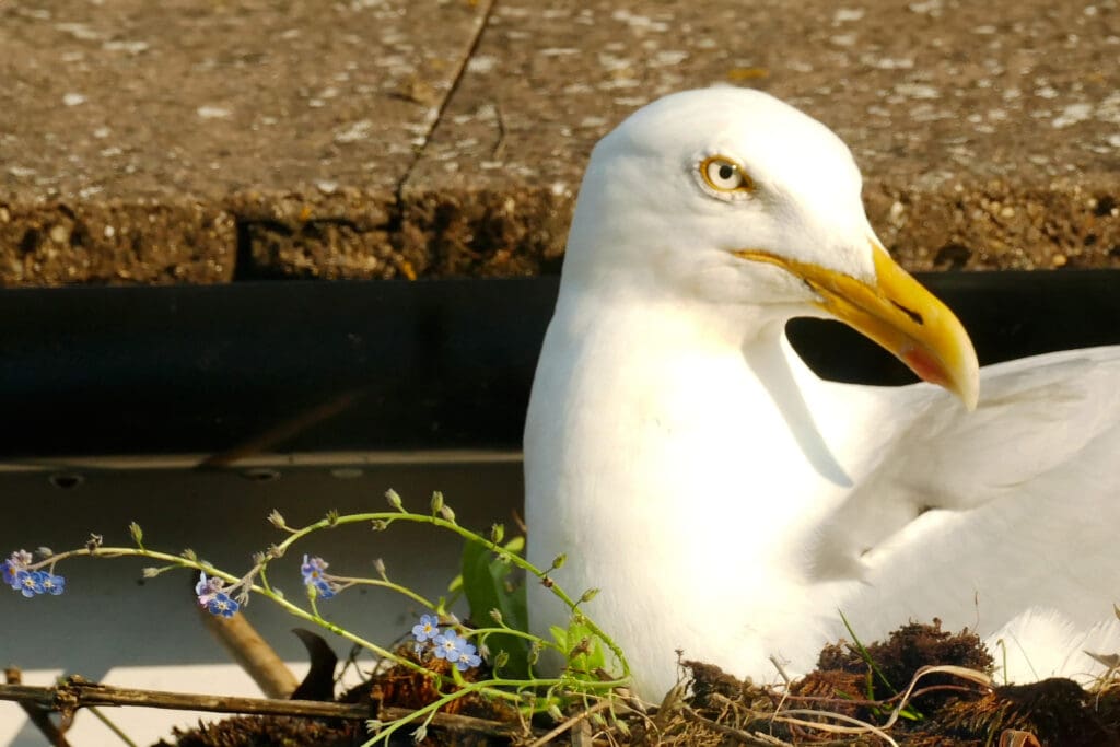 Herring Gull by Roger Fox