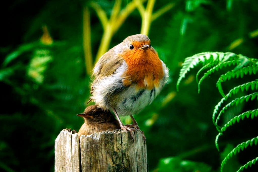 Adult and juvenile Robin by Angela Pearson