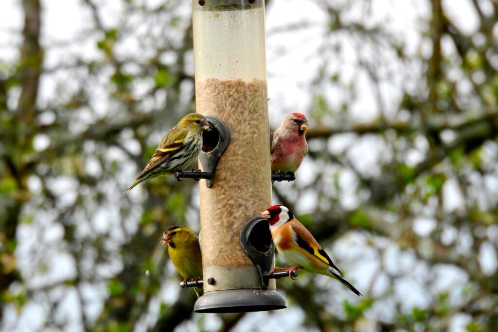 Siskins, Goldfinch and Lesser Redpoll by Julie Seakins