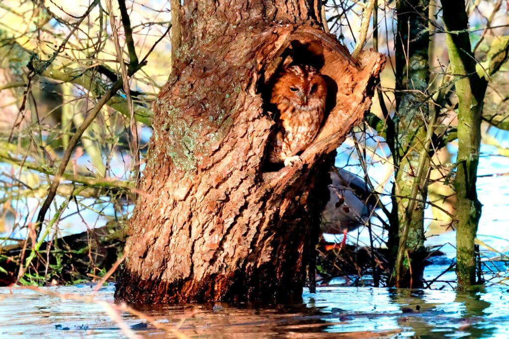 Tawny Owl by Andrew Dobson