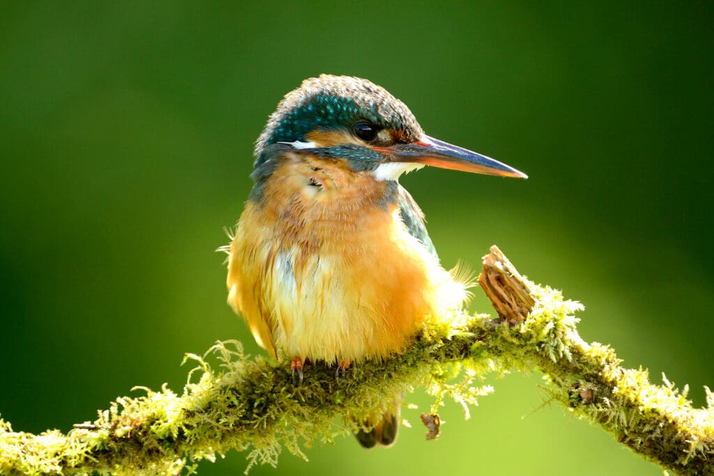 Adult female Kingfisher. Photo: Ben Andrew (rspb-images.com)