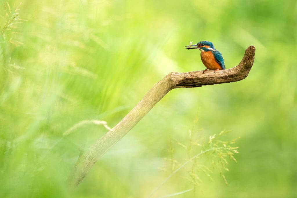 Adult male Kingfisher. Photo: Ben Andrew (rspb-images.com)