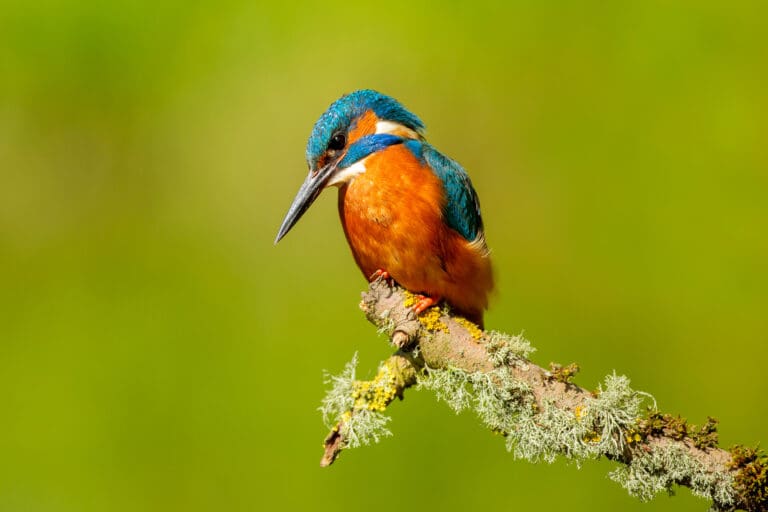 Adult male Kingfisher