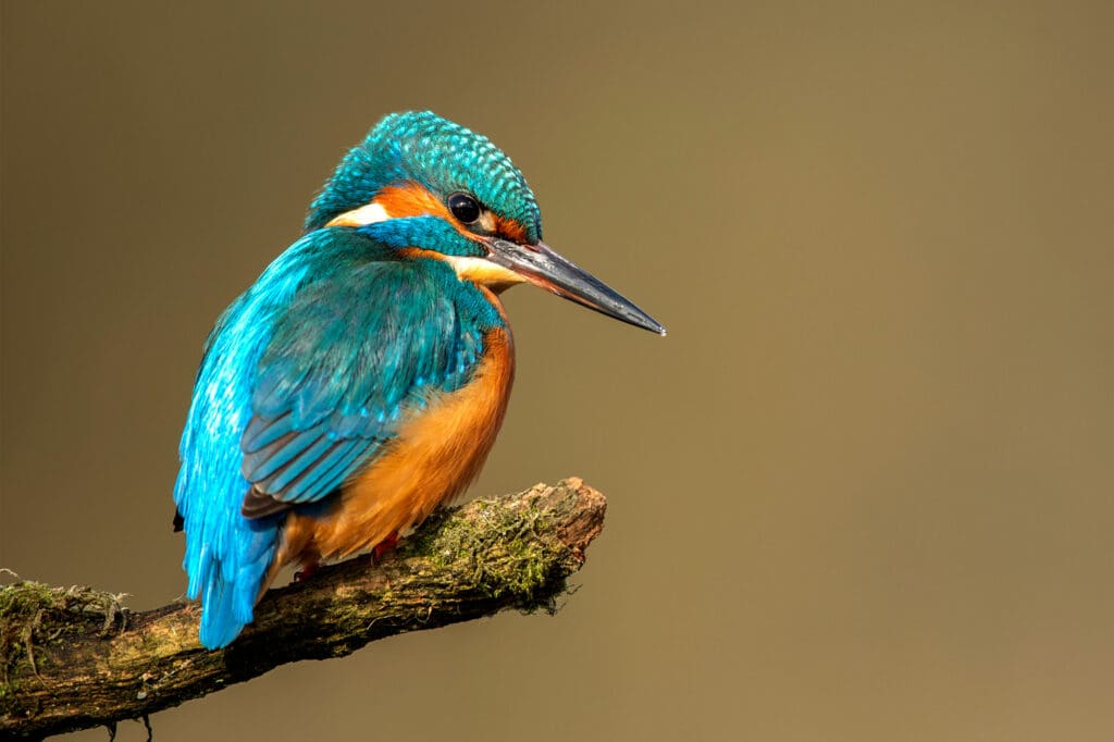 Adult Kingfisher. Photo: Ben Andrew (rspb-images.com)