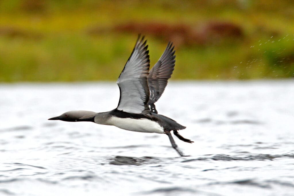 Black-throated Diver in breeding plumage taking off at Forsinard Flows