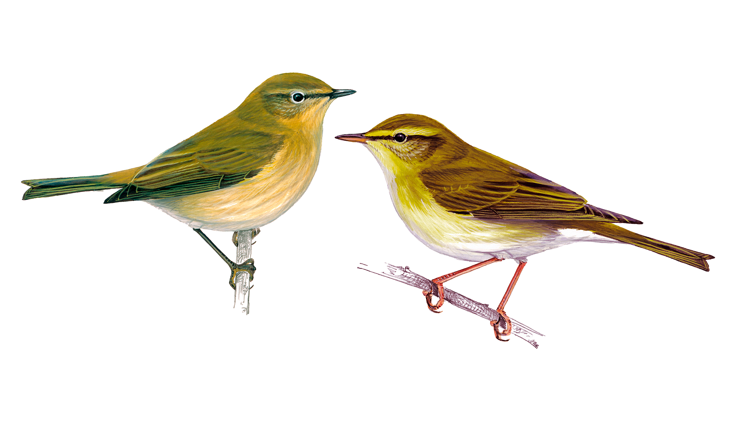 Chiffchaff (left) and Willow Warbler (right).