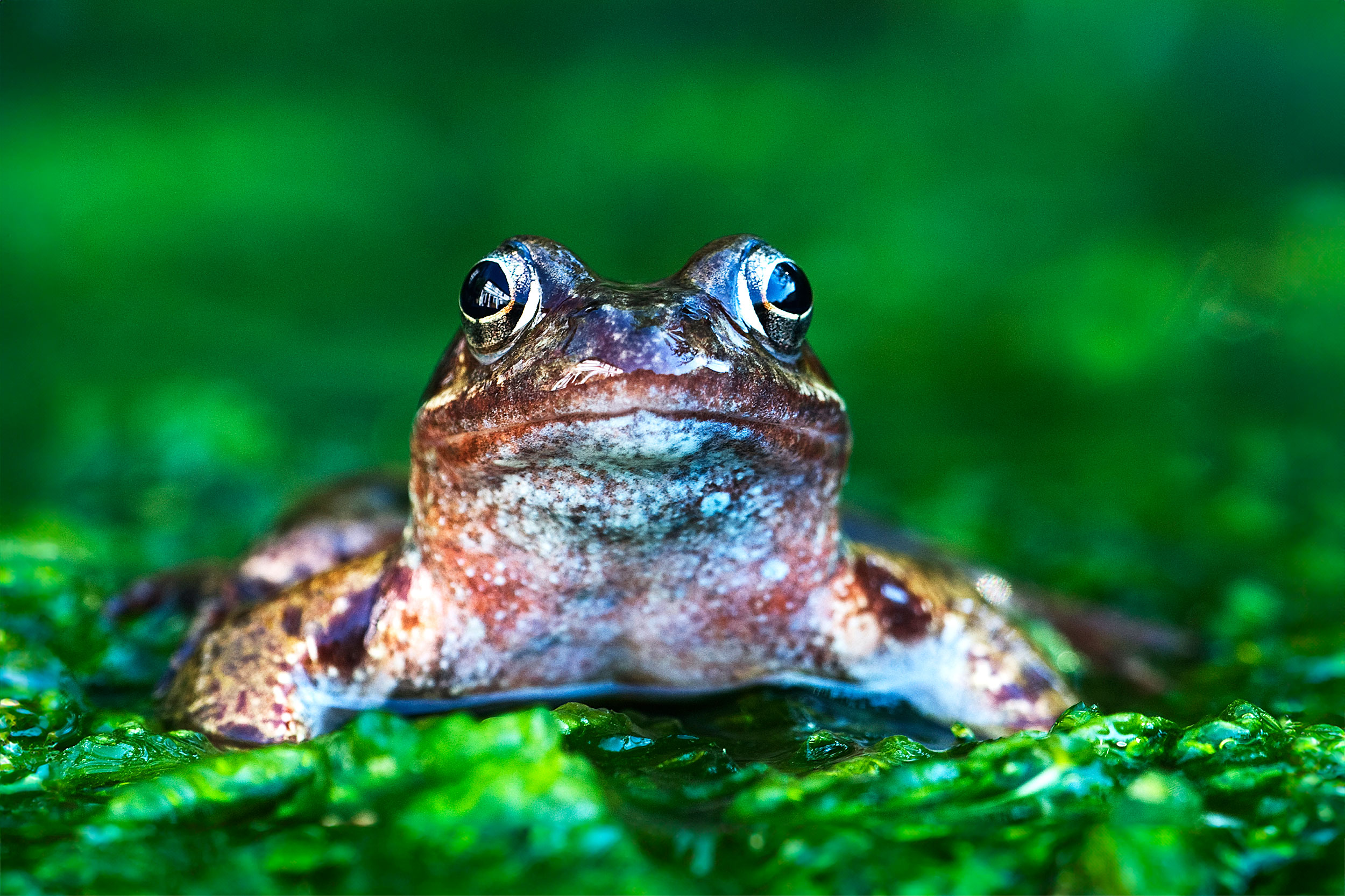 Common Frog