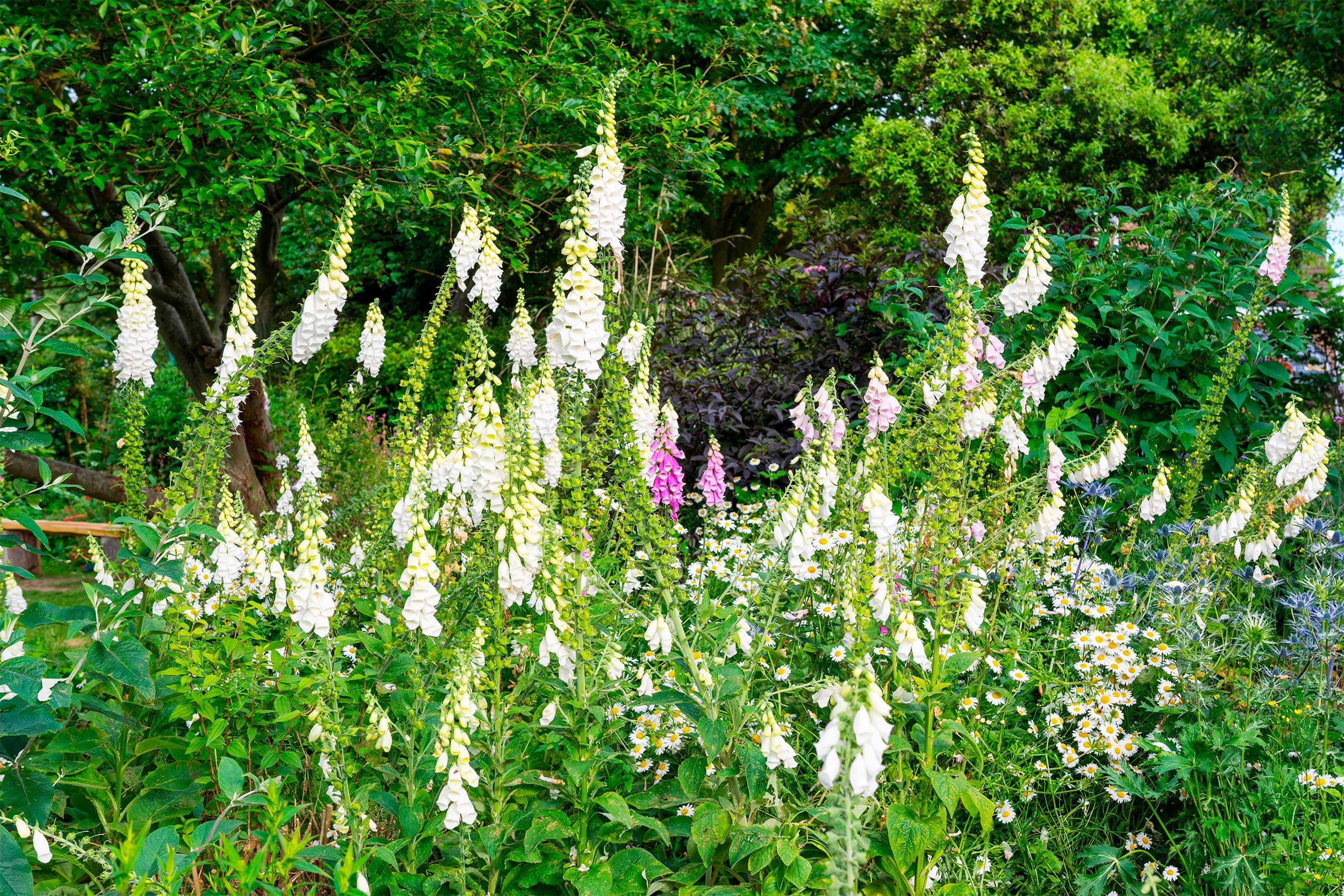 Foxgloves