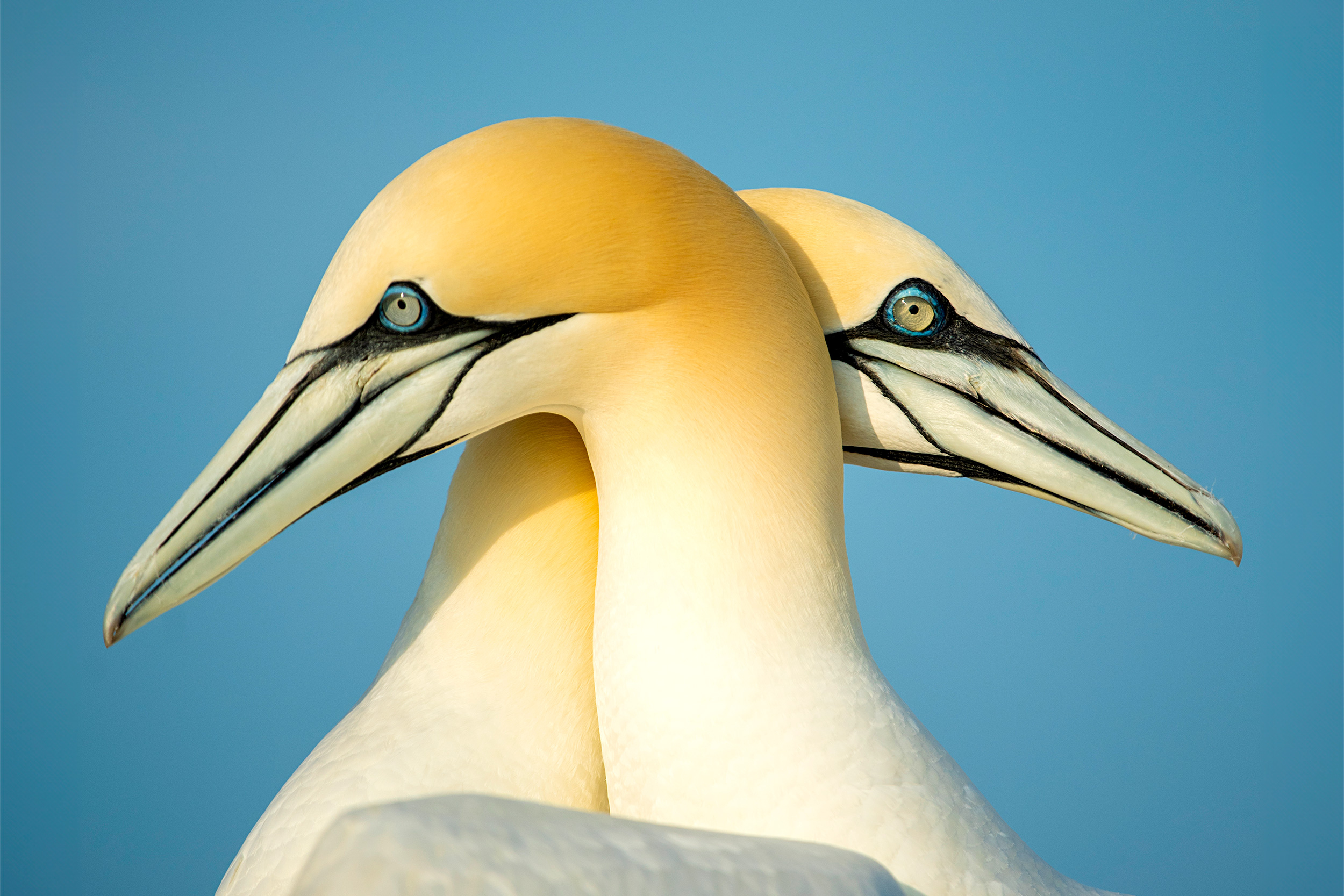 Two Gannets embracing