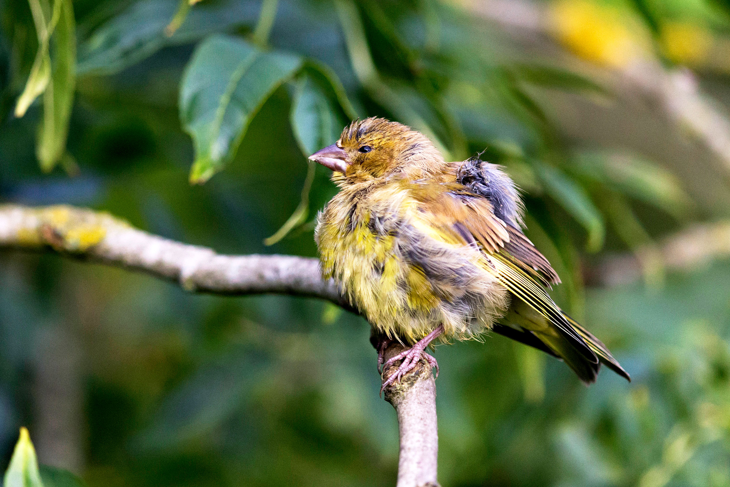 Adult Greenfinch showing symptoms of Trichomonosis in Suffolk