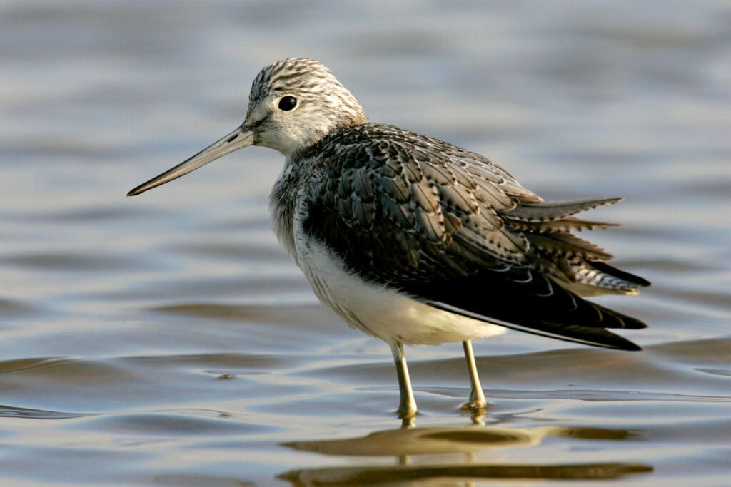 Greenshank standing in water