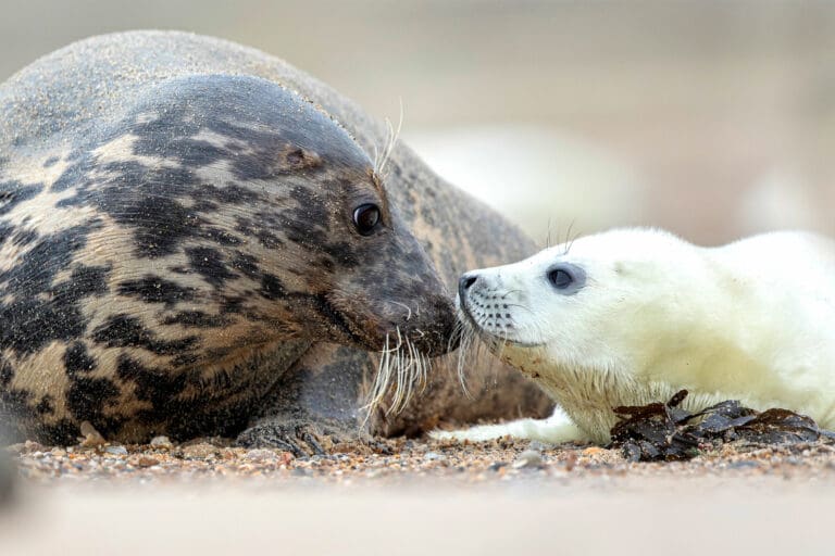 Grey seal Adult and pup