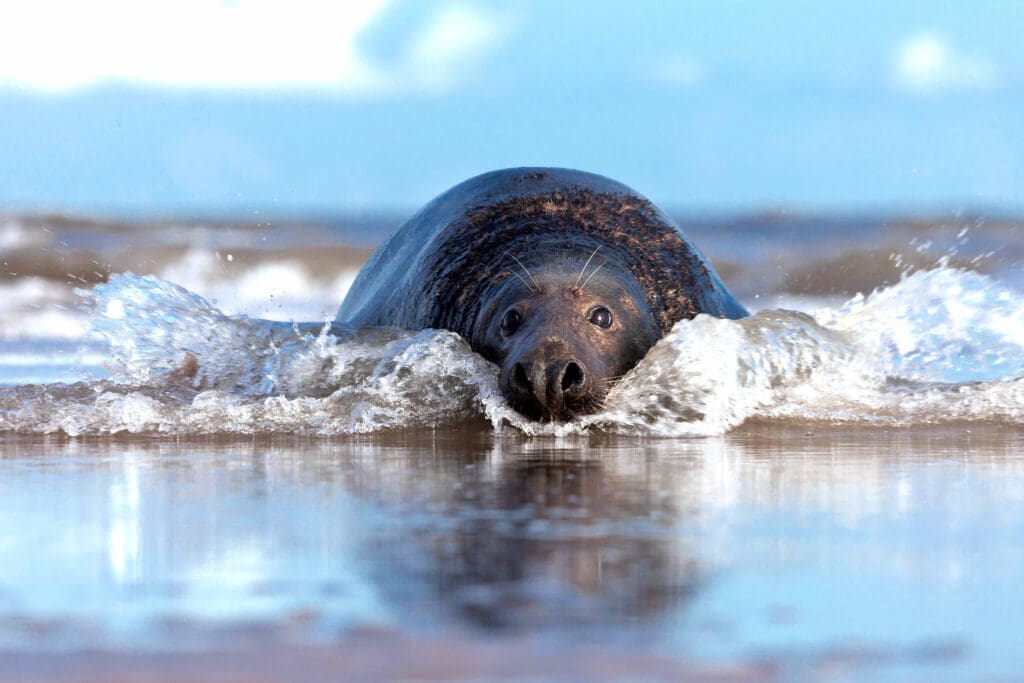 Grey Seal wallowing in the surf at Donna Nook in Lancashire