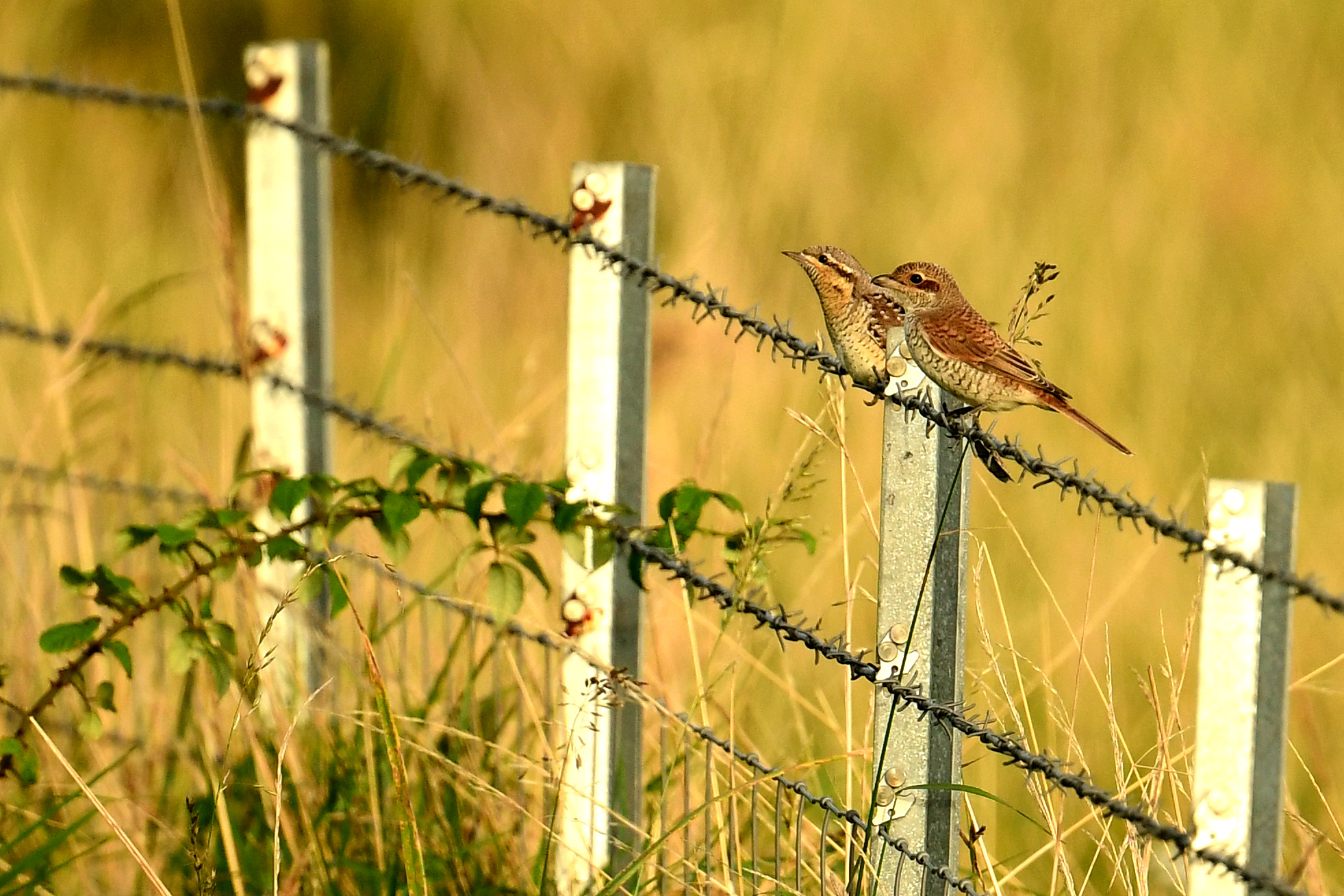 Wryneck and juvenile Red-backed Shrike