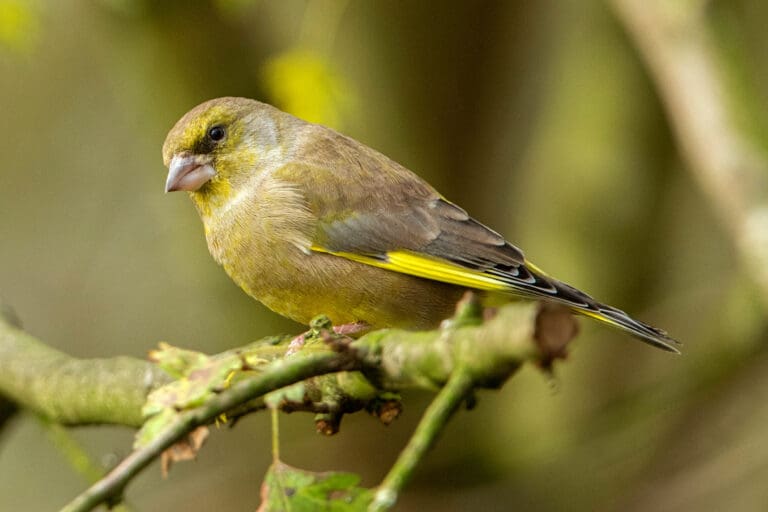 Healthy Greenfinch