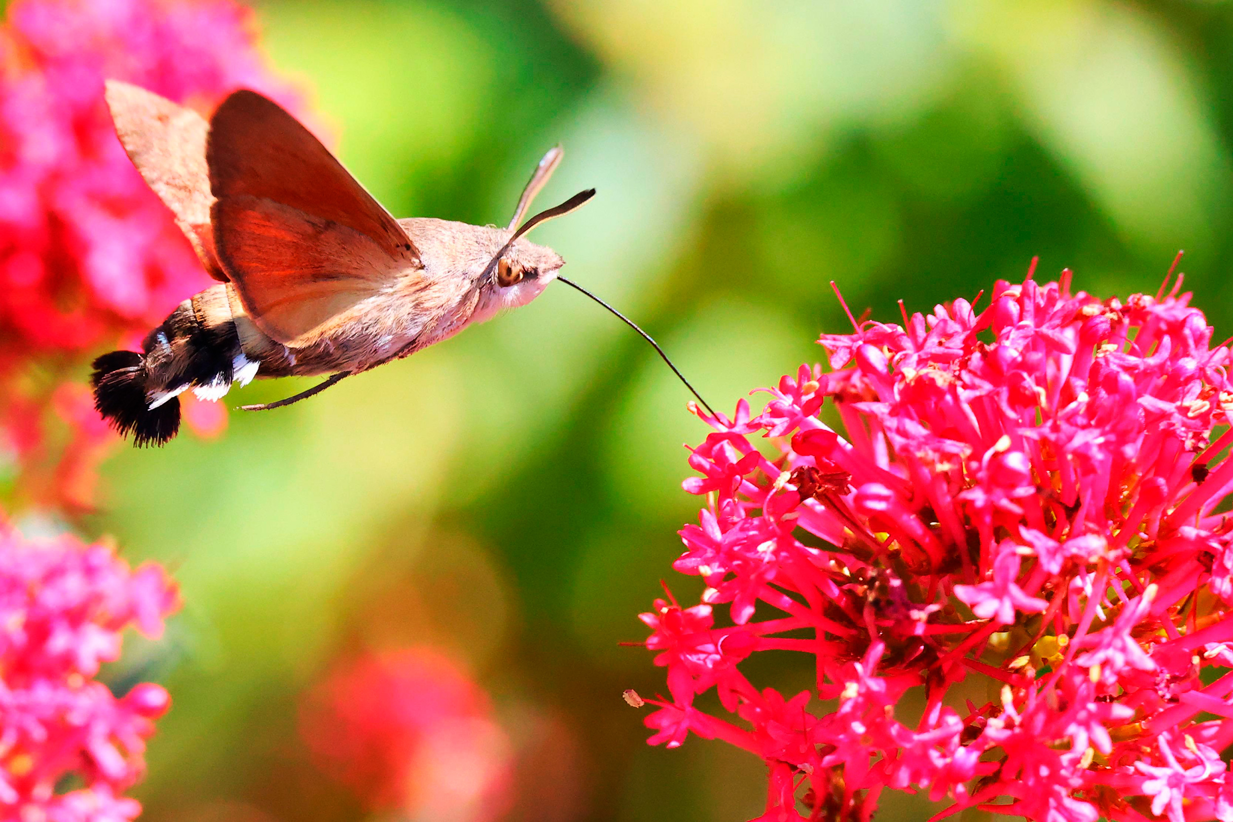 Hummingbird Hawkmoth