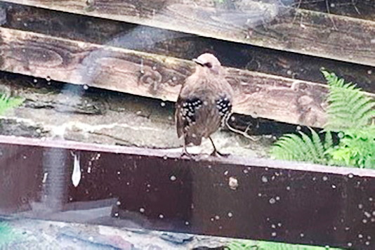 Juvenile Starling spotted in Joyce’s garden