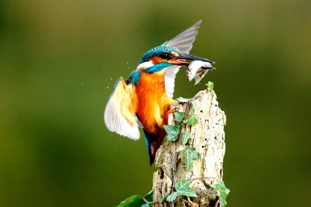 Kingfisher