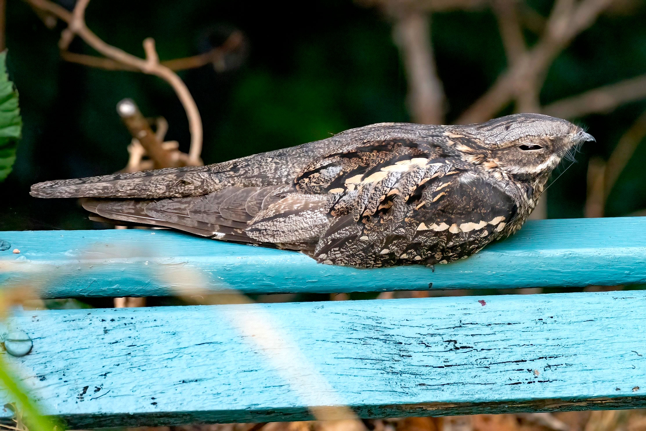 Nightjar found in Steve’s garden