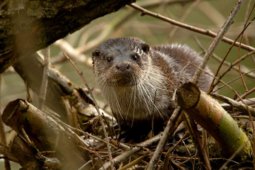 Adult female Otter