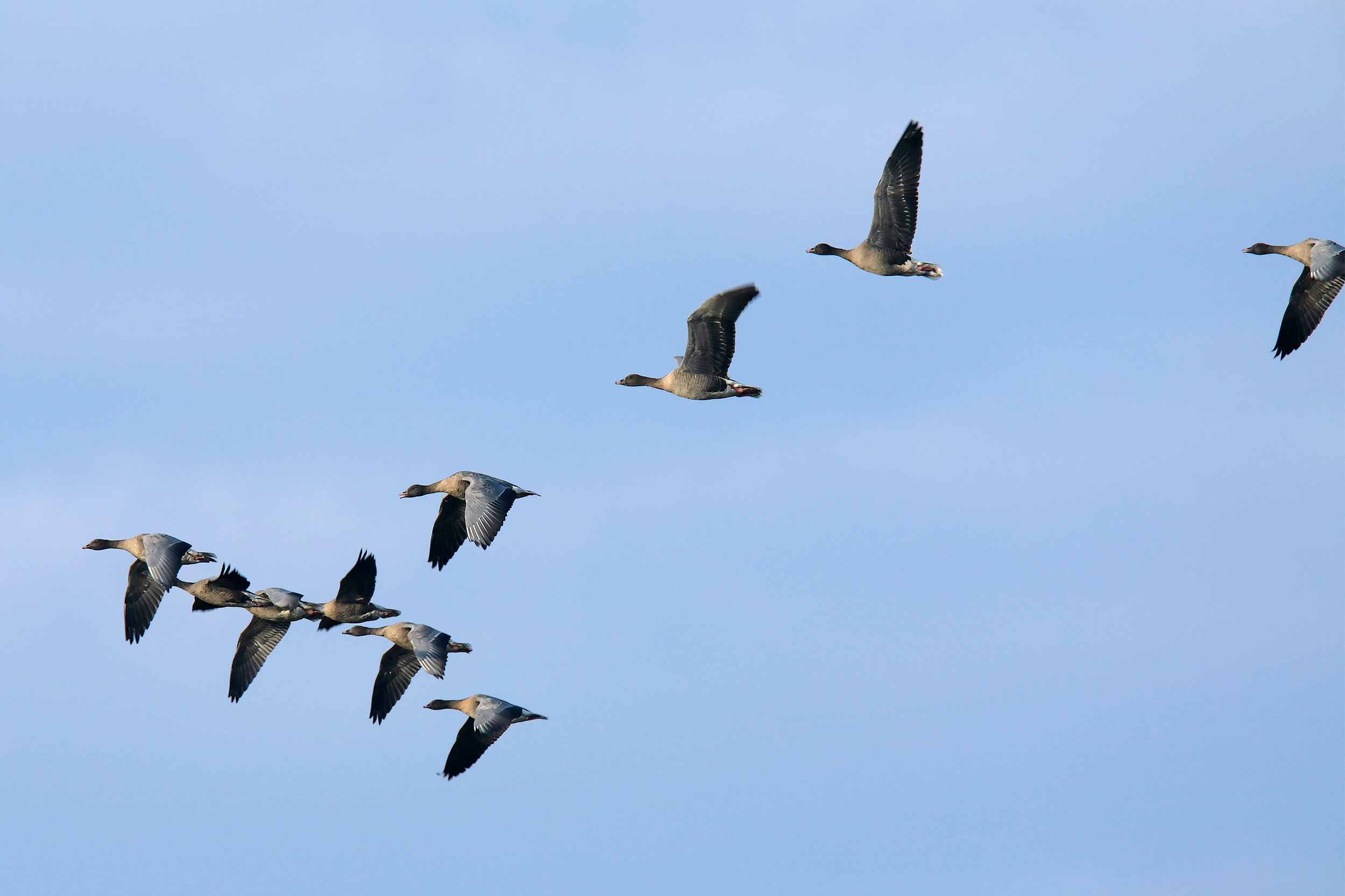 Pink-footed geese in flight. Photo: Andy Hay (rspb-images.com)