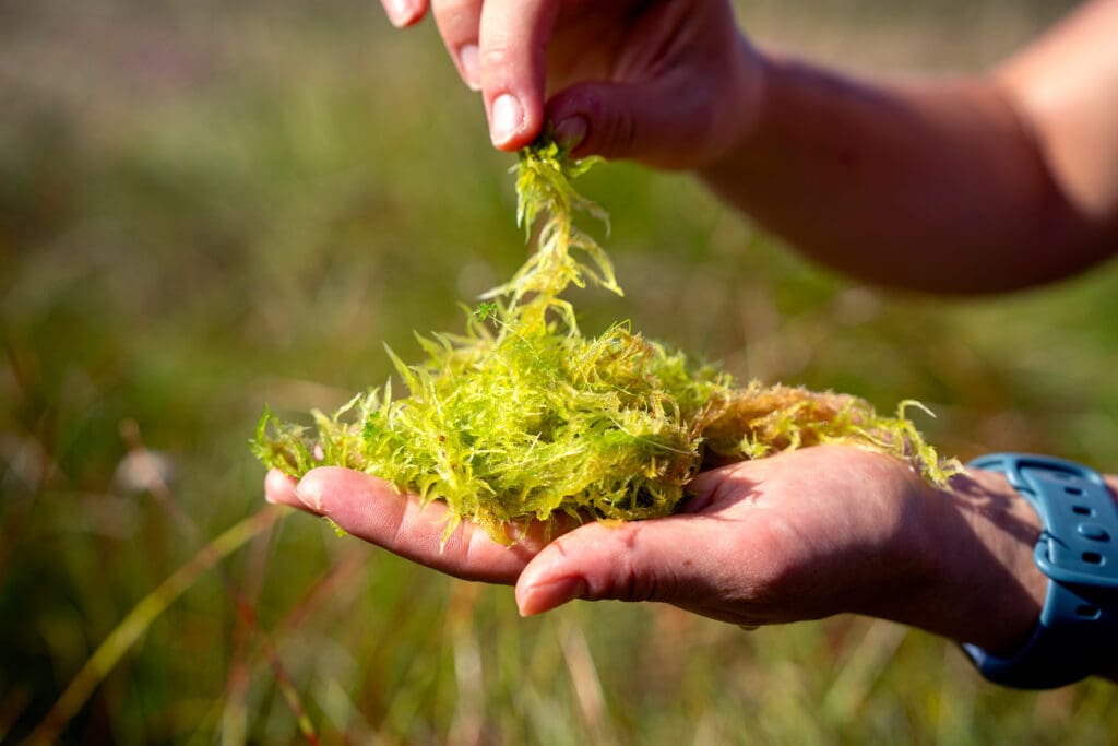 The Sphagnum Moss at Forsinard Flows